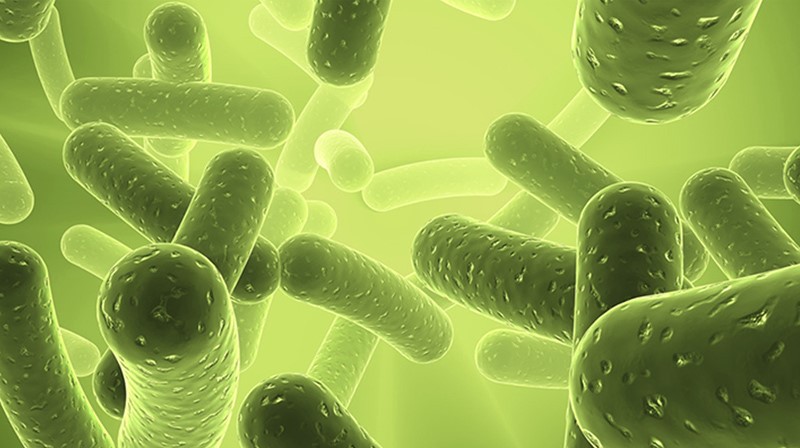Bifidobacterium longum 2 Bifidobacterium longum 2